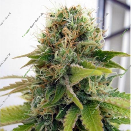 Blueberry Feminized Marijuana Strain by Seedsman For Sale Online at Cannabis Seeds Outlet