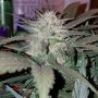 Blueberry Regular Marijuana Strain by Nirvana For Sale Online at Cannabis Seeds Outlet