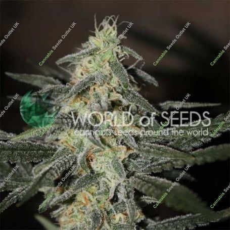 N L x Big Bud Early Feminized Marijuana Strain by World of Seeds For Sale Online at Cannabis Seeds Outlet