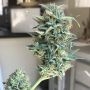 Gigabud Auto Feminized Marijuana Strain by G13 Labs For Sale Online at Cannabis Seeds Outlet