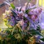 Aurora Indica Auto Feminized Marijuana Strain by Nirvana For Sale Online at Cannabis Seeds Outlet