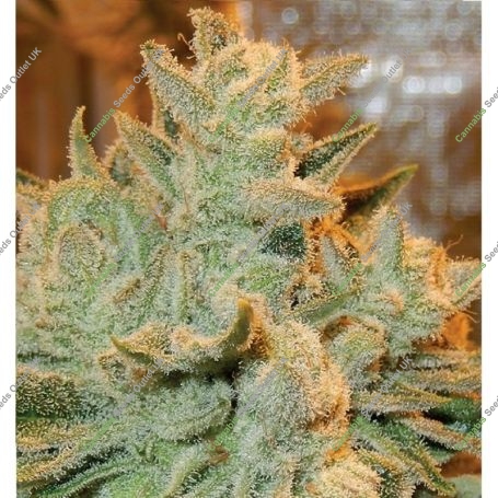 Betty Auto Feminized Marijuana Strain by Anesia Seeds For Sale Online at Cannabis Seeds Outlet