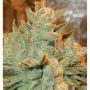 Betty Auto Feminized Marijuana Strain by Anesia Seeds For Sale Online at Cannabis Seeds Outlet