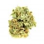 Penthouse Seeds Lemon Biscotti Auto Smoke Buds Weed Ganja Skunk Dope Pot Images Pics Nuggets
