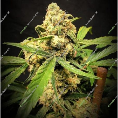 Lemon Meringue Auto Feminized Marijuana Strain by TasteBudz For Sale Online at Cannabis Seeds Outlet