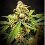 Lemon Meringue Auto Feminized Marijuana Strain by TasteBudz For Sale Online at Cannabis Seeds Outlet