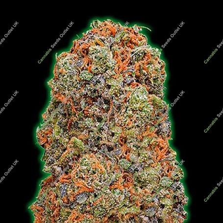 Monster Gelato Auto Marijuana Strain by Monster Genetics For Sale Online at Cannabis Seeds Outlet