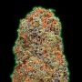 Monster Gelato Auto Marijuana Strain by Monster Genetics For Sale Online at Cannabis Seeds Outlet