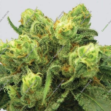 Big Bud Auto Feminized Marijuana Strain by Nirvana For Sale Online at Cannabis Seeds Outlet