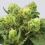 Big Bud Auto Feminized Marijuana Strain by Nirvana For Sale Online at Cannabis Seeds Outlet