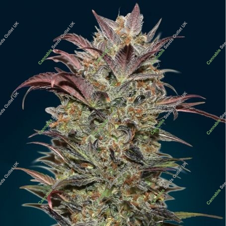Chocolate Cream Auto Feminized Marijuana Strain by OO Seeds For Sale Online at Cannabis Seeds Outlet