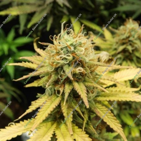 Wonder Woman Auto Feminized Marijuana Strain by Nirvana For Sale Online at Cannabis Seeds Outlet