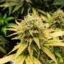 Wonder Woman Auto Feminized Marijuana Strain by Nirvana For Sale Online at Cannabis Seeds Outlet