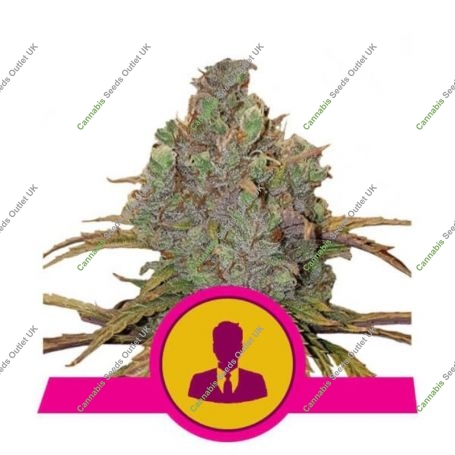 El Patron Feminized Marijuana Strain by Royal Queen Seeds For Sale Online at Cannabis Seeds Outlet