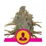 El Patron Feminized Marijuana Strain by Royal Queen Seeds For Sale Online at Cannabis Seeds Outlet