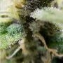 El Patron Feminized by Royal Queen Seeds THC Content Potency Strength CBD Height Yield Flowering Time Indica Sativa Genetics
