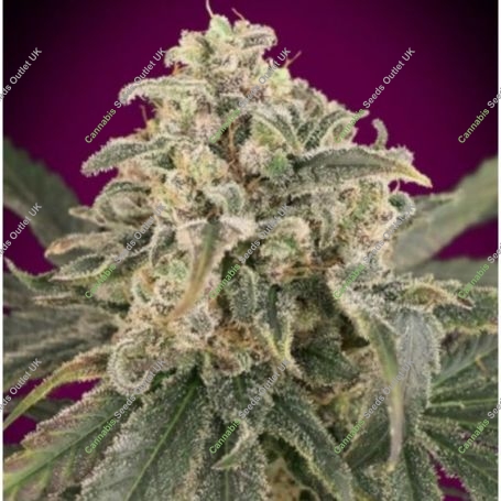 Amnesia XXL Auto Feminized Marijuana Strain by Advanced Seeds For Sale Online at Cannabis Seeds Outlet