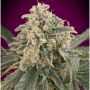 Amnesia XXL Auto Feminized Marijuana Strain by Advanced Seeds For Sale Online at Cannabis Seeds Outlet