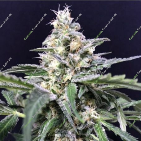 Amazon Auto Feminized Marijuana Strain by R-Kiem For Sale Online at Cannabis Seeds Outlet