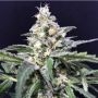 Amazon Auto Feminized Marijuana Strain by R-Kiem For Sale Online at Cannabis Seeds Outlet