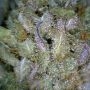 Amazon Auto Feminized by R-Kiem THC Content Potency Strength CBD Height Yield Flowering Time Indica Sativa Genetics