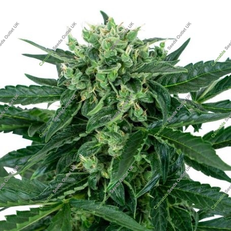 Amnesia Feminized Marijuana Strain by Sensi Seed Bank For Sale Online at Cannabis Seeds Outlet