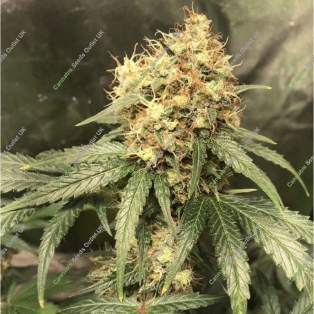 Amnesiac Auto Feminized Marijuana Strain by Spliff Seeds For Sale Online at Cannabis Seeds Outlet