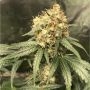 Amnesiac Auto Feminized Marijuana Strain by Spliff Seeds For Sale Online at Cannabis Seeds Outlet