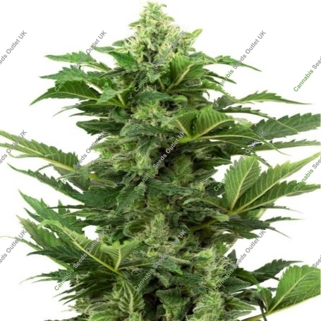 Afghan Pearl Auto CBD Feminized Marijuana Strain by Sensi Seed Bank For Sale Online at Cannabis Seeds Outlet