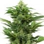 Afghan Pearl Auto CBD Feminized Marijuana Strain by Sensi Seed Bank For Sale Online at Cannabis Seeds Outlet