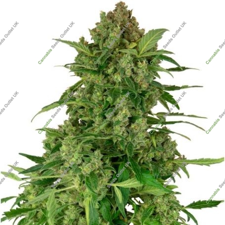 Black Lights Feminized Marijuana Strain by Sensi Seed Bank For Sale Online at Cannabis Seeds Outlet