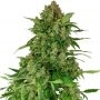 Black Lights Feminized Marijuana Strain by Sensi Seed Bank For Sale Online at Cannabis Seeds Outlet