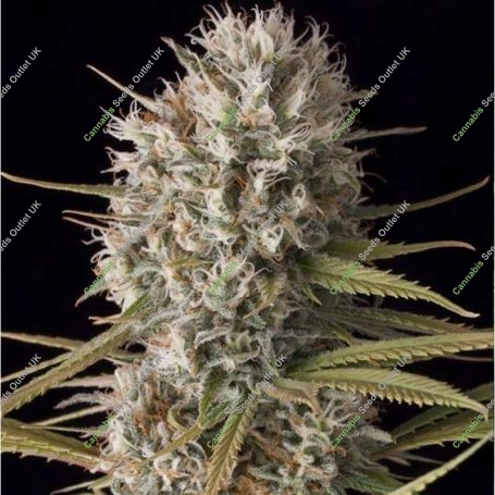 Amnesia Gold Feminized Marijuana Strain by Kera Seeds For Sale Online at Cannabis Seeds Outlet