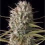 Amnesia Gold Feminized Marijuana Strain by Kera Seeds For Sale Online at Cannabis Seeds Outlet
