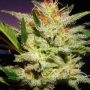 Amnesia Haze Regular Marijuana Strain by Nirvana For Sale Online at Cannabis Seeds Outlet