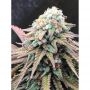 Alien Masster Kush Feminized Marijuana Strain by Critical Mass Collective For Sale Online at Cannabis Seeds Outlet