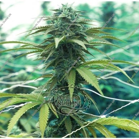 AK Fire Feminized Marijuana Strain by Dragon Seeds For Sale Online at Cannabis Seeds Outlet