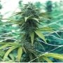 AK Fire Feminized Marijuana Strain by Dragon Seeds For Sale Online at Cannabis Seeds Outlet