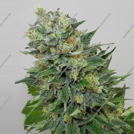 Flashberry Reg Marijuana Strain by Mandala Seeds For Sale Online at Cannabis Seeds Outlet