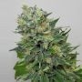 Flashberry Reg Marijuana Strain by Mandala Seeds For Sale Online at Cannabis Seeds Outlet