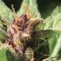 Flashberry Reg by Mandala Seeds THC Content Potency Strength CBD Height Yield Flowering Time Indica Sativa Genetics
