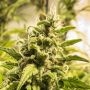 Somango XXL Auto Feminized Marijuana Strain by Nirvana For Sale Online at Cannabis Seeds Outlet