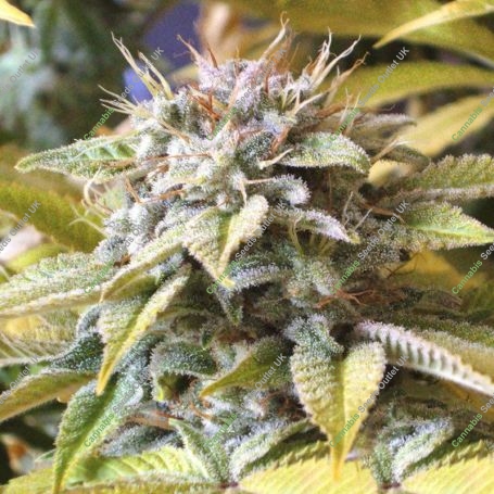 Somango XXL Feminized Marijuana Strain by Nirvana For Sale Online at Cannabis Seeds Outlet