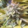 Somango XXL Feminized Marijuana Strain by Nirvana For Sale Online at Cannabis Seeds Outlet