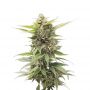 Critical Jack Herer Female Outlet Cannabis Seeds