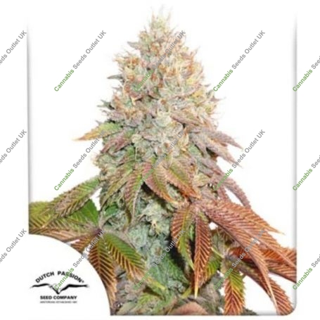 Banana Blaze Marijuana Strain by Dutch Passion For Sale Online at Cannabis Seeds Outlet