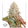 Banana Blaze Marijuana Strain by Dutch Passion For Sale Online at Cannabis Seeds Outlet