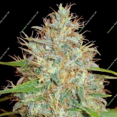 Skush Feminized Marijuana Strain by Top Shelf Elite For Sale Online at Cannabis Seeds Outlet