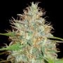 Skush Feminized Marijuana Strain by Top Shelf Elite For Sale Online at Cannabis Seeds Outlet