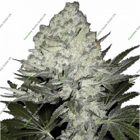 Afghani Dream Marijuana Strain by British Columbia For Sale Online at Cannabis Seeds Outlet